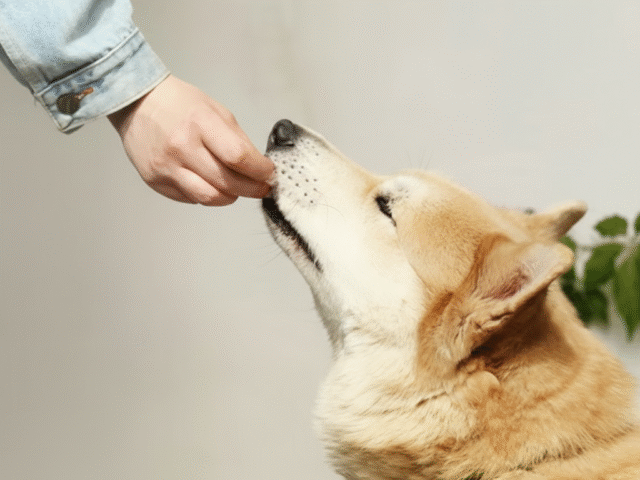 Say Goodbye to Preservatives: Why Dogs Deserve Real, Fresh Food