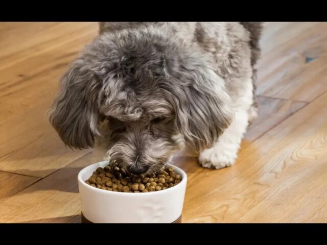 How Home-Cooked Meals Can Transform Your Dog’s Health