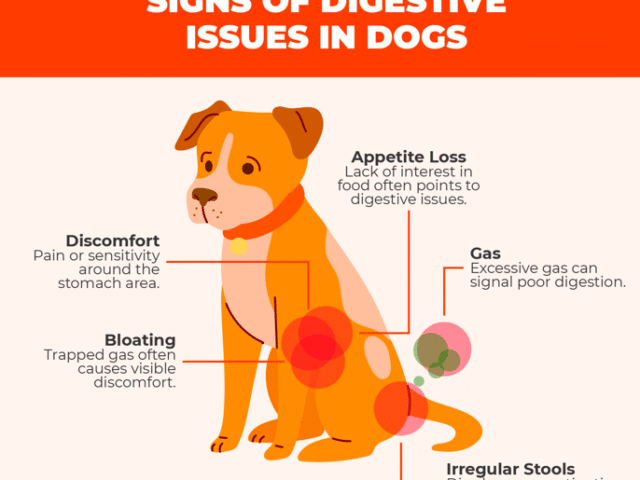Dog Diet Tips and Signs of Unhealthy Dog Food