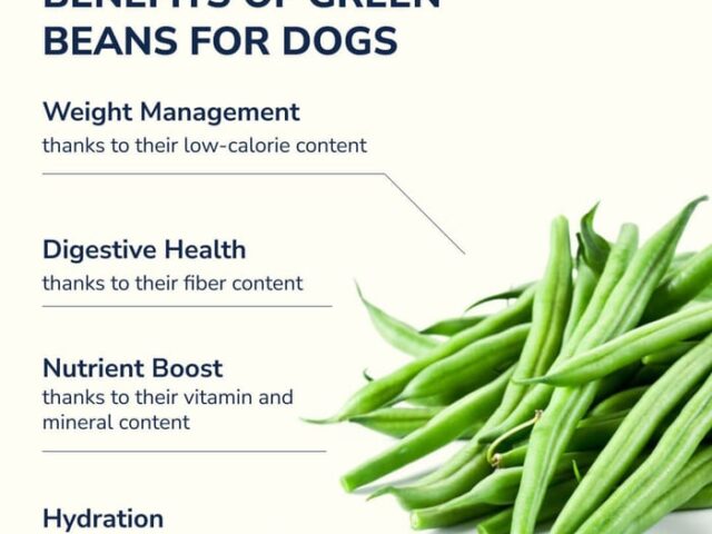 Top 5 Healthy Dog Food Ingredients Every Pet Owner Should Know
