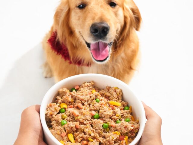 Why Dogs Deserve the Same Quality of Food as Their Humans for Better Dog Wellness