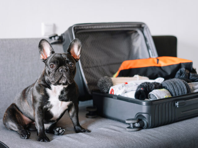 The Ultimate Packing Guide: What to Pack When Leaving Your Dog at a Pet Boarding Facility