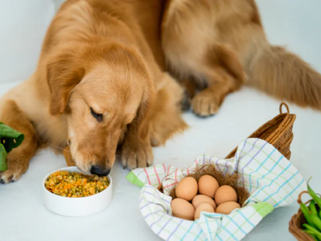 How to Transition to Fresh Dog Food Without Any Fuss