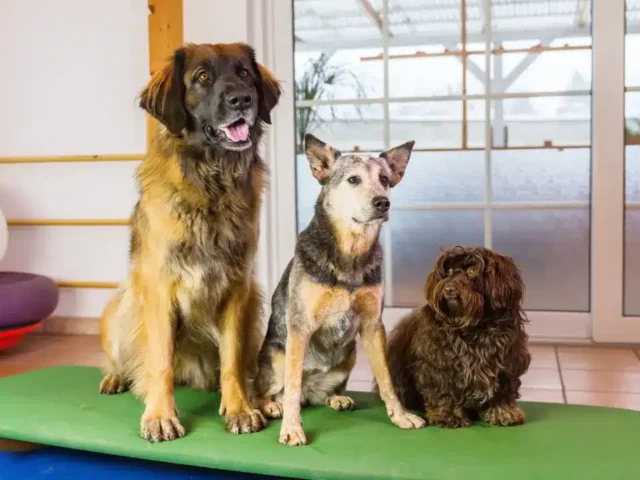 Going on Vacation? How to Choose the Right Pet Boarding Service in Mumbai
