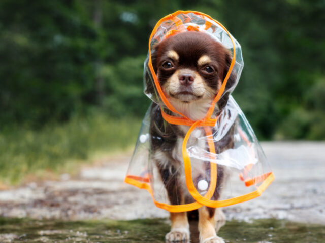 Mumbai Monsoon Dog Care: Food, Hygiene and Indoor Activity Tips